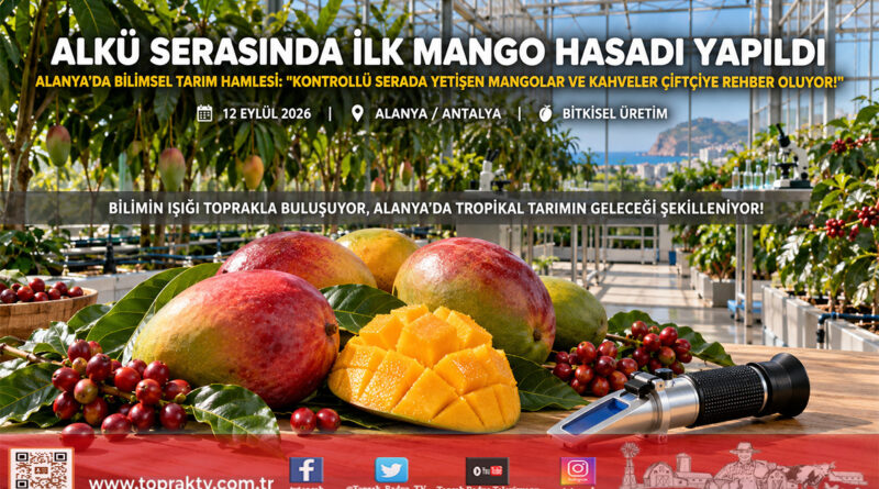 ALKÜ Serasında Bilimsel Üretim Meyvesini Verdi: Alanya’da İlk Mango Hasadı Gerçekleştirildi!…