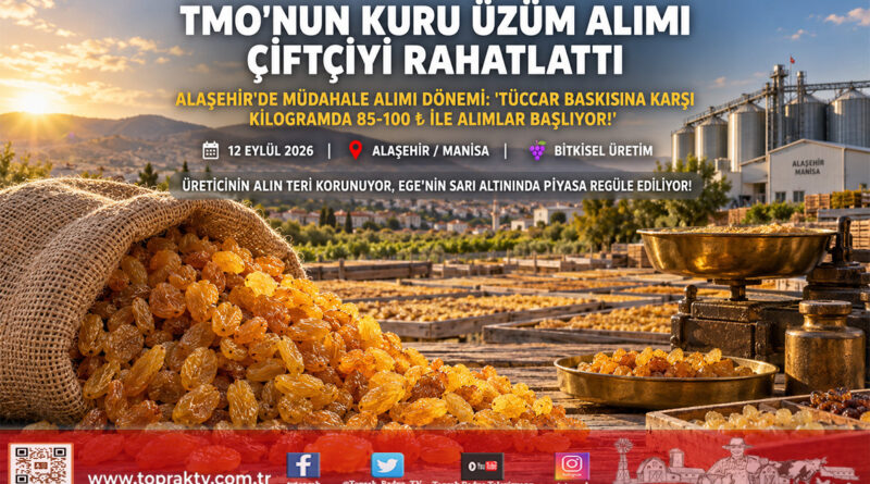 Alaşehir’de Kuru Üzüm Üreticisine TMO Nefesi: Tüccarın 50-60 ₺ Baskısına Karşı Müdahale Alımı Başlıyor!…