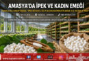 Amasya’da Tarihi İpek Yolu Mirası Canlanıyor: İpek Böcekçiliği ve Kadın Kooperatiflerine 21,2 Milyon ₺ Değerinde DOKAP Desteği!…