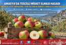 Amasya’da Tescilli Misket Elması Hasadı Başladı: Çıtırtısı Ve Kokusuyla Dalında Alıcı Buluyor!…