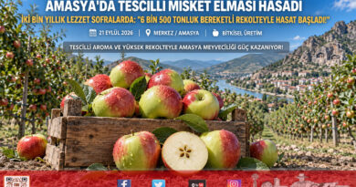Amasya’da Tescilli Misket Elması Hasadı Başladı: Çıtırtısı Ve Kokusuyla Dalında Alıcı Buluyor!…