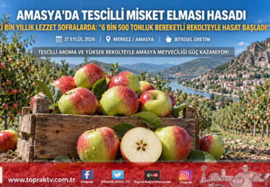 Amasya’da Tescilli Misket Elması Hasadı Başladı: Çıtırtısı Ve Kokusuyla Dalında Alıcı Buluyor!…