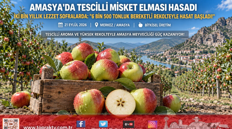 Amasya’da Tescilli Misket Elması Hasadı Başladı: Çıtırtısı Ve Kokusuyla Dalında Alıcı Buluyor!…