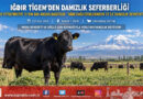 Ağrı Dağı Eteklerinde Damızlık Seferberliği: Iğdır TİGEM’den 840 Yetiştiriciye 12 Bin 680 Angus Dağıtıldı!…
