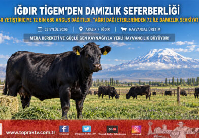 Ağrı Dağı Eteklerinde Damızlık Seferberliği: Iğdır TİGEM’den 840 Yetiştiriciye 12 Bin 680 Angus Dağıtıldı!…