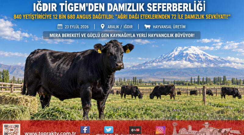 Ağrı Dağı Eteklerinde Damızlık Seferberliği: Iğdır TİGEM’den 840 Yetiştiriciye 12 Bin 680 Angus Dağıtıldı!…