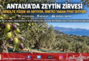 Rekoltede %40 Artış Bekleniyor: Antalya’da Zeytin Üreticisi Taban Fiyat İstiyor!…