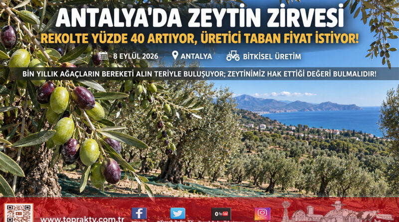 Rekoltede %40 Artış Bekleniyor: Antalya’da Zeytin Üreticisi Taban Fiyat İstiyor!…