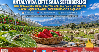 Antalya’da Çifte Saha Seferberliği: Aksu Ve Serik’te Mavidil Aşılaması İle Seralarda Faydalı Böcekli Mücadele Başladı!…