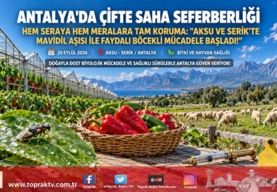 Antalya’da Çifte Saha Seferberliği: Aksu Ve Serik’te Mavidil Aşılaması İle Seralarda Faydalı Böcekli Mücadele Başladı!…