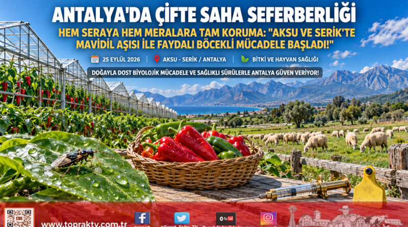 Antalya’da Çifte Saha Seferberliği: Aksu Ve Serik’te Mavidil Aşılaması İle Seralarda Faydalı Böcekli Mücadele Başladı!…