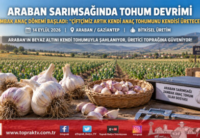Araban Sarımsağında Tarihi Tohum Devrimi: Zambak Anaç ile Üreticide Kendi Tohumunu Üretme Dönemi Başladı!…
