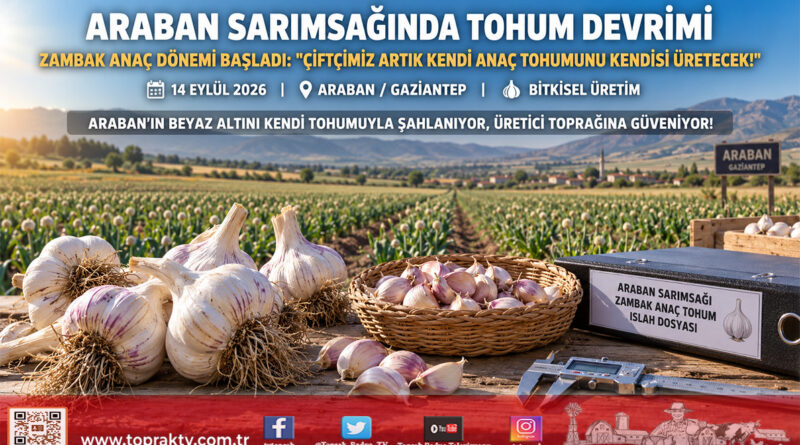 Araban Sarımsağında Tarihi Tohum Devrimi: Zambak Anaç ile Üreticide Kendi Tohumunu Üretme Dönemi Başladı!…