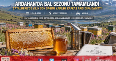 Ardahan’da Kafkas Arısının Şifalı Sezon Finali: Çataldere’de Yılın Son Bal Sağımı Yapıldı!…