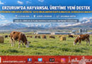 Erzurum’da Hayvansal Üretime Yeni Destek Modeli: Yetiştiriciden Aşı Ve Kimliklendirme Ücreti Alınmayacak!…