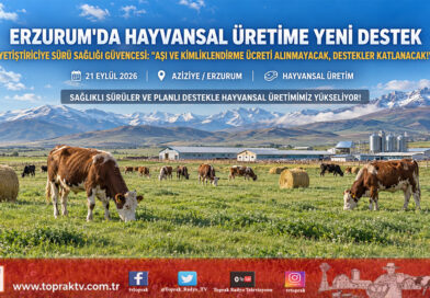 Erzurum’da Hayvansal Üretime Yeni Destek Modeli: Yetiştiriciden Aşı Ve Kimliklendirme Ücreti Alınmayacak!…