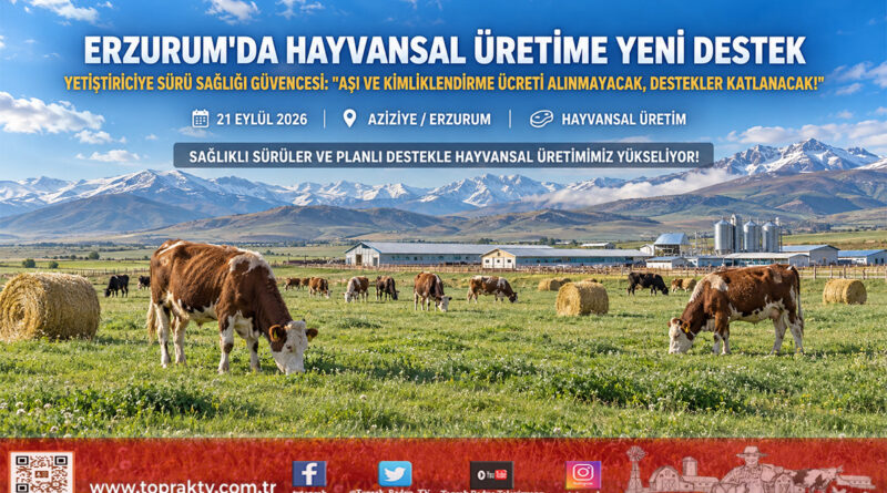 Erzurum’da Hayvansal Üretime Yeni Destek Modeli: Yetiştiriciden Aşı Ve Kimliklendirme Ücreti Alınmayacak!…