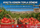 Ayaş Domatesinde Dalından Sofraya Yeni Trend: Tarlada ‘Kendin Topla’ Mesaisi!…