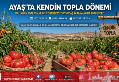 Ayaş Domatesinde Dalından Sofraya Yeni Trend: Tarlada ‘Kendin Topla’ Mesaisi!…