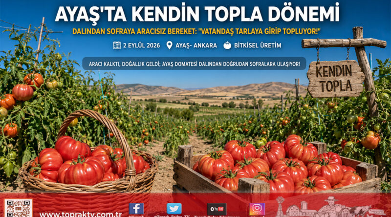 Ayaş Domatesinde Dalından Sofraya Yeni Trend: Tarlada ‘Kendin Topla’ Mesaisi!…