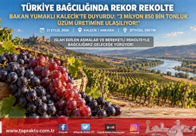 Türkiye Bağcılığında Rekolte Sıçraması: Üzüm Üretimi 3 Milyon 850 Bin Tona Ulaşıyor!…