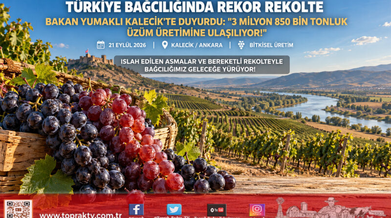 Türkiye Bağcılığında Rekolte Sıçraması: Üzüm Üretimi 3 Milyon 850 Bin Tona Ulaşıyor!…