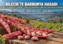 Sakarya Vadisi’nde Barbunya Bereketi: Bilecik’te 3 Bin 700 Dekarda 4 Bin 500 Ton Hasat Mesaisi!…