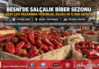 Besni’de Kışlık Salça Sezonu Açıldı: Uzay Çatı’da Biber Hareketliliği, Kilosu 40 ₺’den Satışta!…