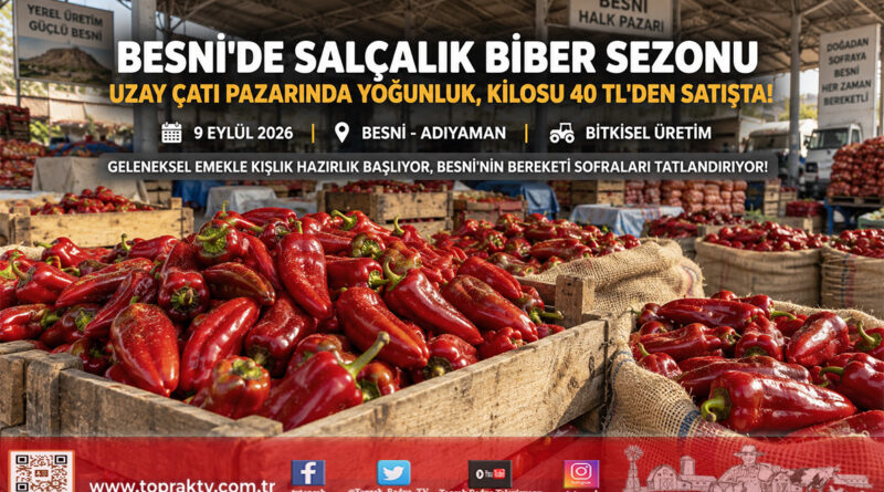 Besni’de Kışlık Salça Sezonu Açıldı: Uzay Çatı’da Biber Hareketliliği, Kilosu 40 ₺’den Satışta!…