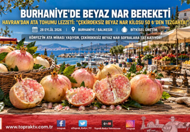 Burhaniye Pazarında Ata Tohumu Bereketi: Havranlı Üreticinin Çekirdeksiz Beyaz Narı Kilogramı 50 ₺’den İlgi Görüyor!…