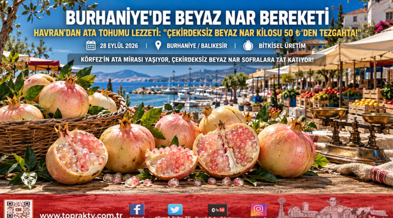 Burhaniye Pazarında Ata Tohumu Bereketi: Havranlı Üreticinin Çekirdeksiz Beyaz Narı Kilogramı 50 ₺’den İlgi Görüyor!…