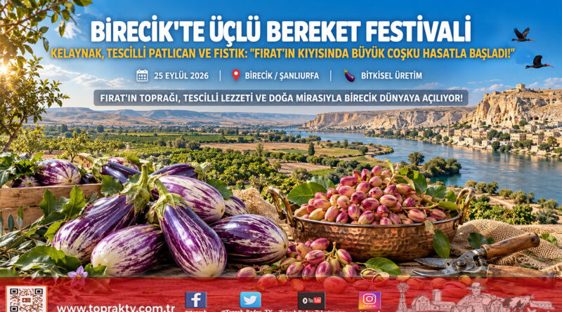 Fırat’ın Kıyısında Üçlü Bereket Buluşması: Birecik’te Kelaynak, Patlıcan Ve Fıstık Festivali Hasatla Başladı!…