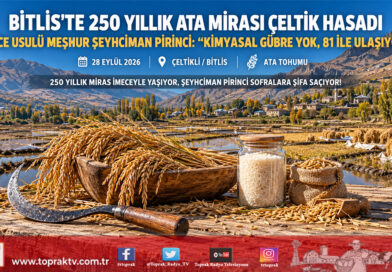 Bitlis Çeltikli Köyü’nde 250 Yıllık Ata Mirası: Şeyhciman Pirincinde İmece Usulü Hasat Başladı!…