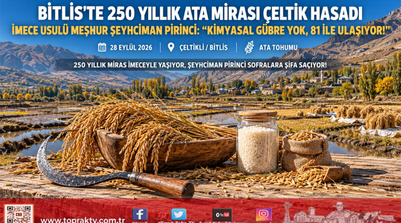 Bitlis Çeltikli Köyü’nde 250 Yıllık Ata Mirası: Şeyhciman Pirincinde İmece Usulü Hasat Başladı!…