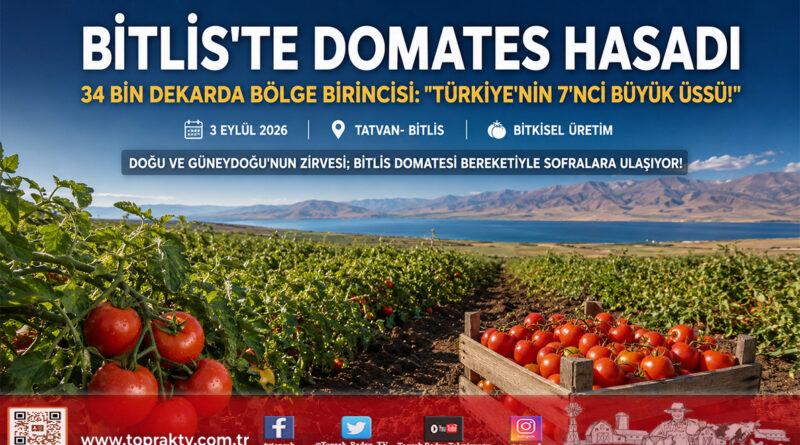 Bitlis’te Domates Hasadı Başladı: Bölgede Lider, Türkiye’de 7’nci Sırada 34 Bin Dekarlık Üretim!…