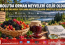 Bolu’da Doğadan Toplanan Orman Meyveleri Kadın Emeğiyle Gelir Kapısına Dönüştü!…