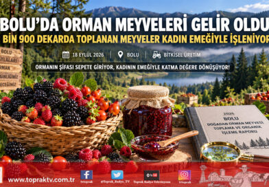 Bolu’da Doğadan Toplanan Orman Meyveleri Kadın Emeğiyle Gelir Kapısına Dönüştü!…