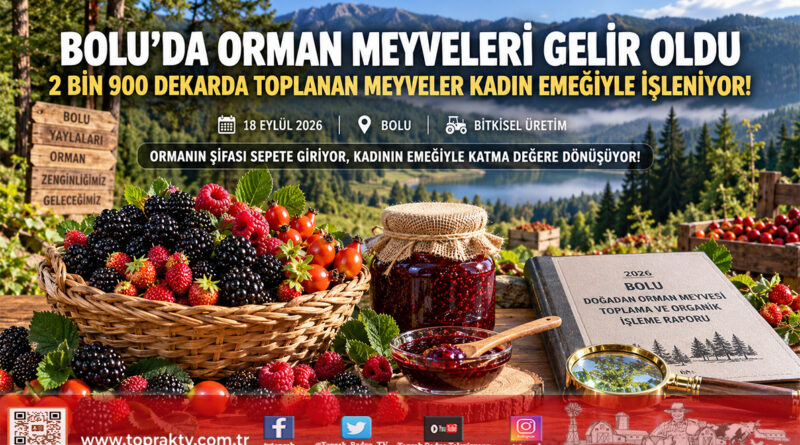 Bolu’da Doğadan Toplanan Orman Meyveleri Kadın Emeğiyle Gelir Kapısına Dönüştü!…