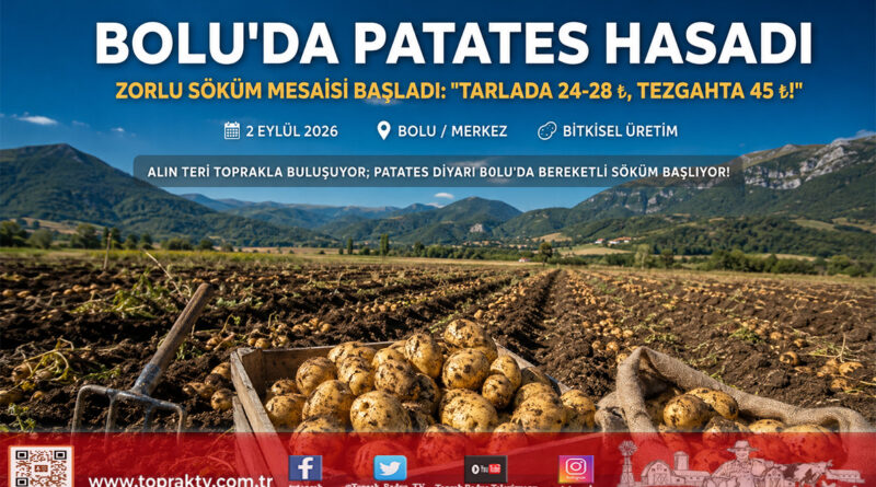 Patates Diyarı Bolu’da Zorlu Söküm Mesaisi Başladı: Tarlada 28 ₺, Tezgâhta 45 ₺!…
