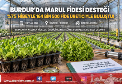 Burdur’da Üreticiye Büyük Destek: %75 Hibeyle 164 Bin 500 Marul Fidesi Toprakla Buluşuyor!…