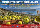 Körfez’de Hasat Öncesi Zeytin Sineği Alarmı: Burhaniye’de Bahçelerde Haftada İki Kez Tuzak Sayımı Yapılıyor!…