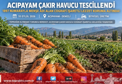 Acıpayam Çakır Havucu Coğrafi İşaretle Tescillendi: Denizli’nin Kadim Tarımsal Değeri Koruma Altında!…
