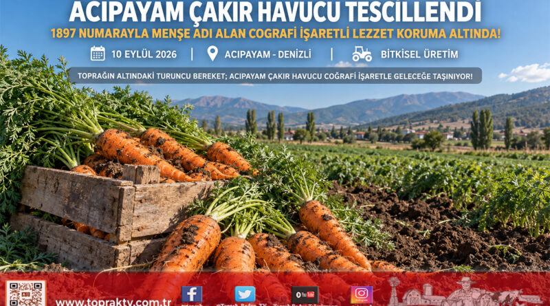 Acıpayam Çakır Havucu Coğrafi İşaretle Tescillendi: Denizli’nin Kadim Tarımsal Değeri Koruma Altında!…