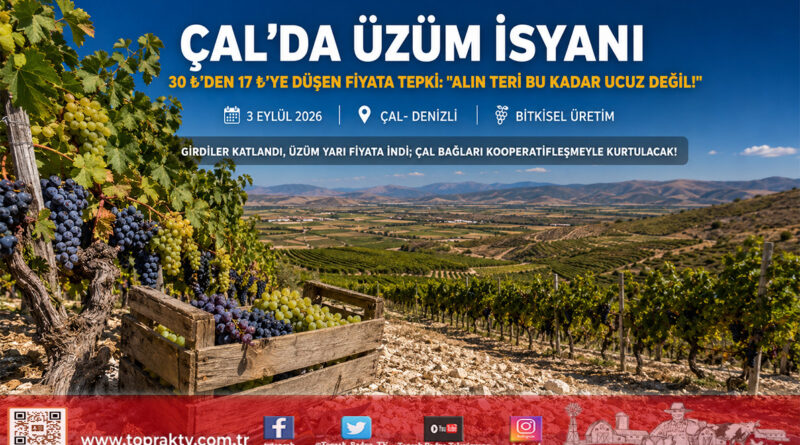 Çal’da Üzüm Üreticisinden Fiyat İsyanı: Geçen Yıl 30 ₺ Olan Üzüm 17 ₺’ye Düştü, Çözüm Kooperatifleşme!…