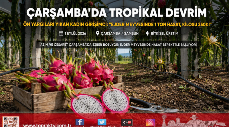 Çarşamba Ovası’nda Tropikal Devrim: “Yetişmez” Denilen Ejder Meyvesinde Hasat Başladı, Kilogramı 250 ₺’den Satılıyor!…