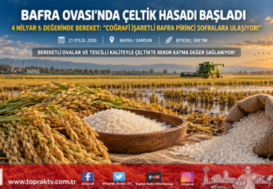 Bafra Ovası’nda Bereketli Hasat: Coğrafi İşaretli Çeltikte 4 Milyar ₺ Değerinde Üretim!…