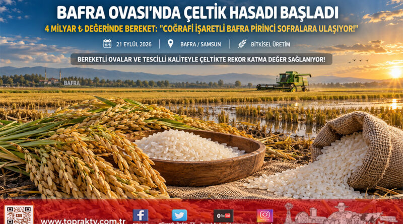Bafra Ovası’nda Bereketli Hasat: Coğrafi İşaretli Çeltikte 4 Milyar ₺ Değerinde Üretim!…