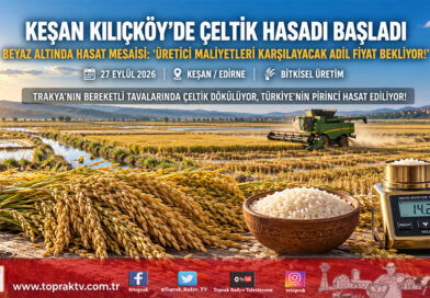 Trakya’nın Beyaz Altınında Büyük Mesai Başladı: Keşan Kılıçköy’de Biçerdöverler Çeltik Tarlalarına Girdi!…