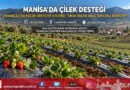 Manisa’da Çilek Üreticisine Yüzde 75 Hibeli Destek: Osmancalı’da Malç Naylonları Dağıtıldı!…