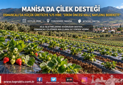 Manisa’da Çilek Üreticisine Yüzde 75 Hibeli Destek: Osmancalı’da Malç Naylonları Dağıtıldı!…